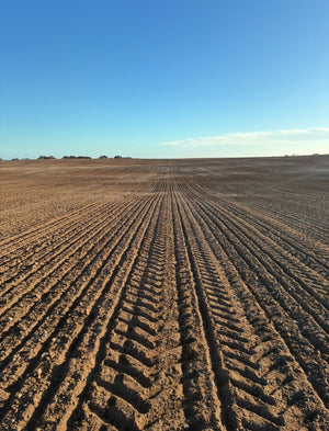 Renovated YP limestone lifts lentil yields up to 70pc